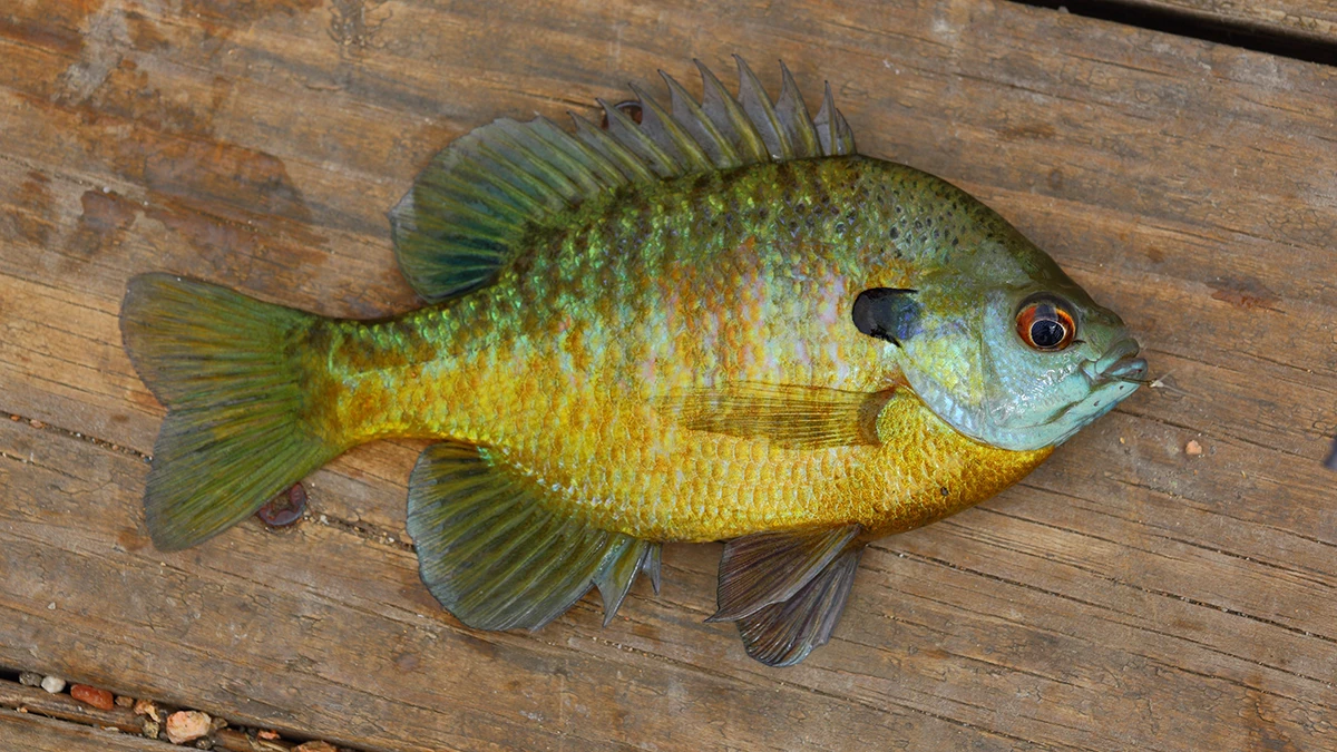 Bluegill