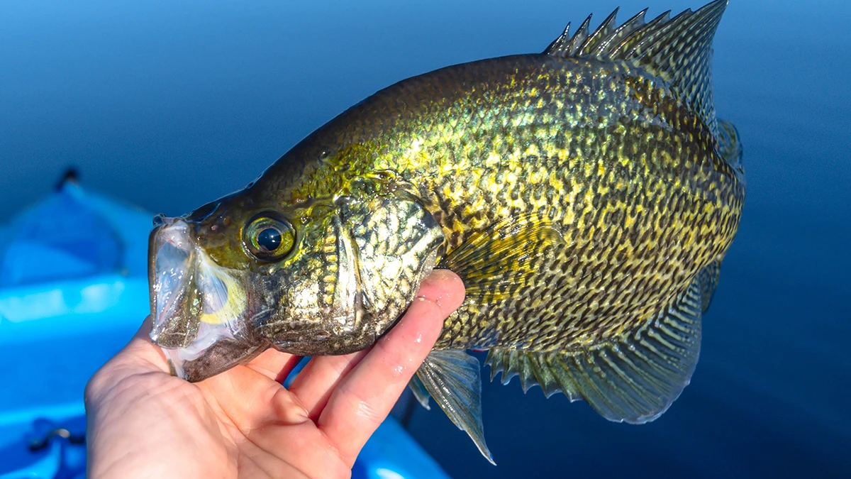 Crappie