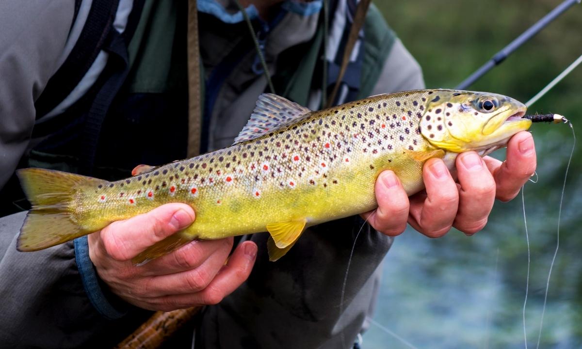 Brown Trout