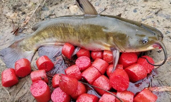 homemade channel catfish bait