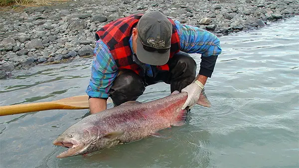 Chinook Salmon